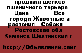 продажа щенков пшеничного терьера › Цена ­ 35 000 - Все города Животные и растения » Собаки   . Ростовская обл.,Каменск-Шахтинский г.